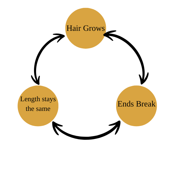 Hair Growth Cycle